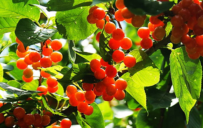 郭宪伟散文完整版,樱桃红了作者作品