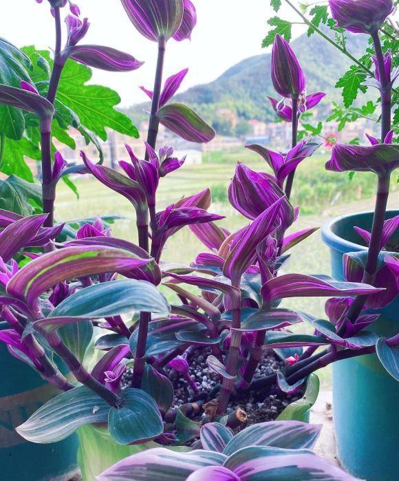 油画吊兰适合在室外养护,油画吊兰养在客厅好吗