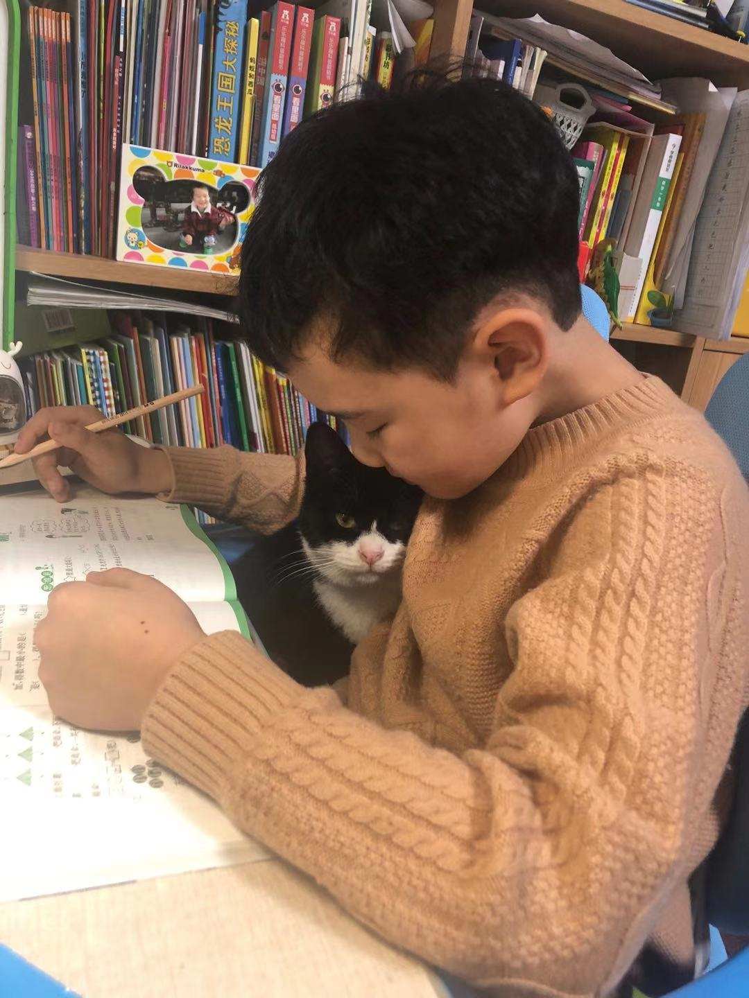 嘉蓝全阶段猫粮,嘉蓝猫粮评价