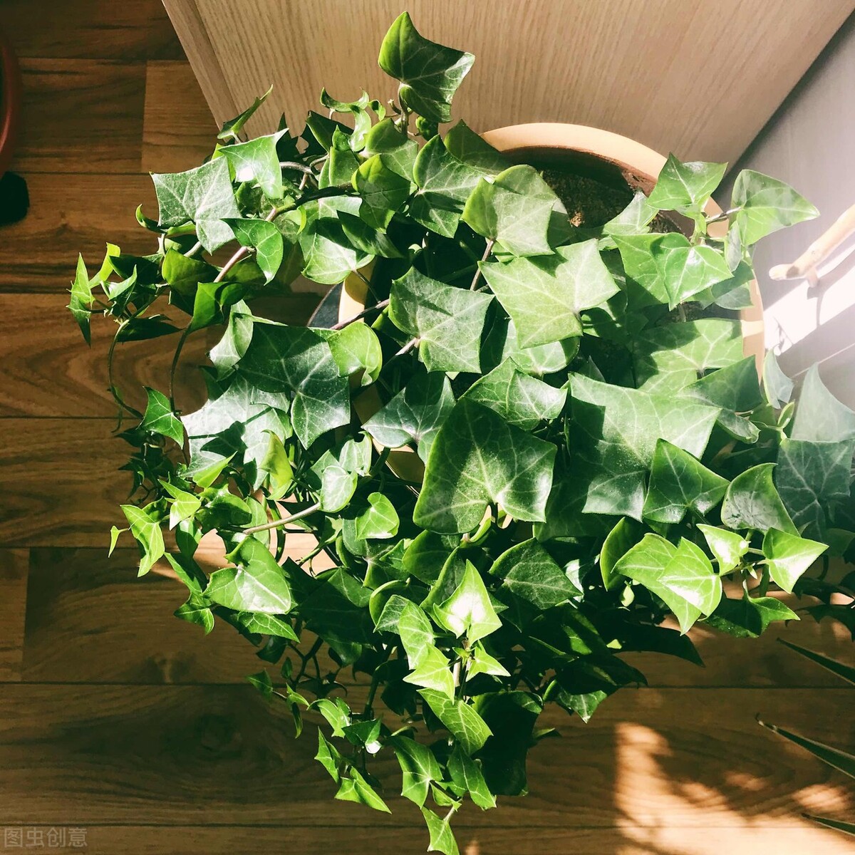 100种常见园林图鉴,列举20类不同的园林花卉