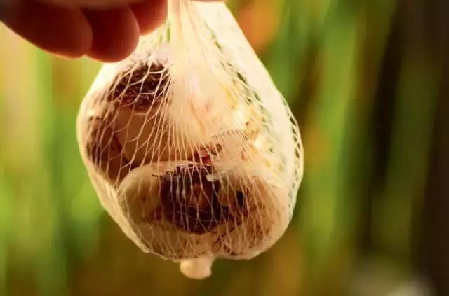 藏红花风水上在家里养好吗,藏红花生长习性