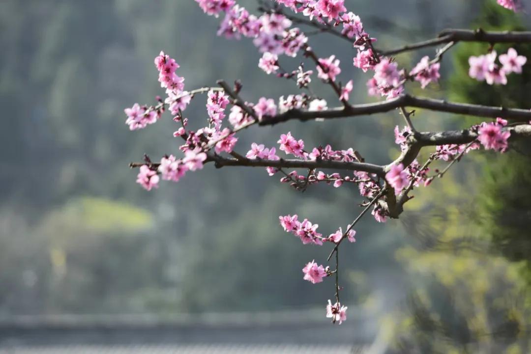 白落梅林徽因人间四月天,林徽因你是人间四月天教学视频