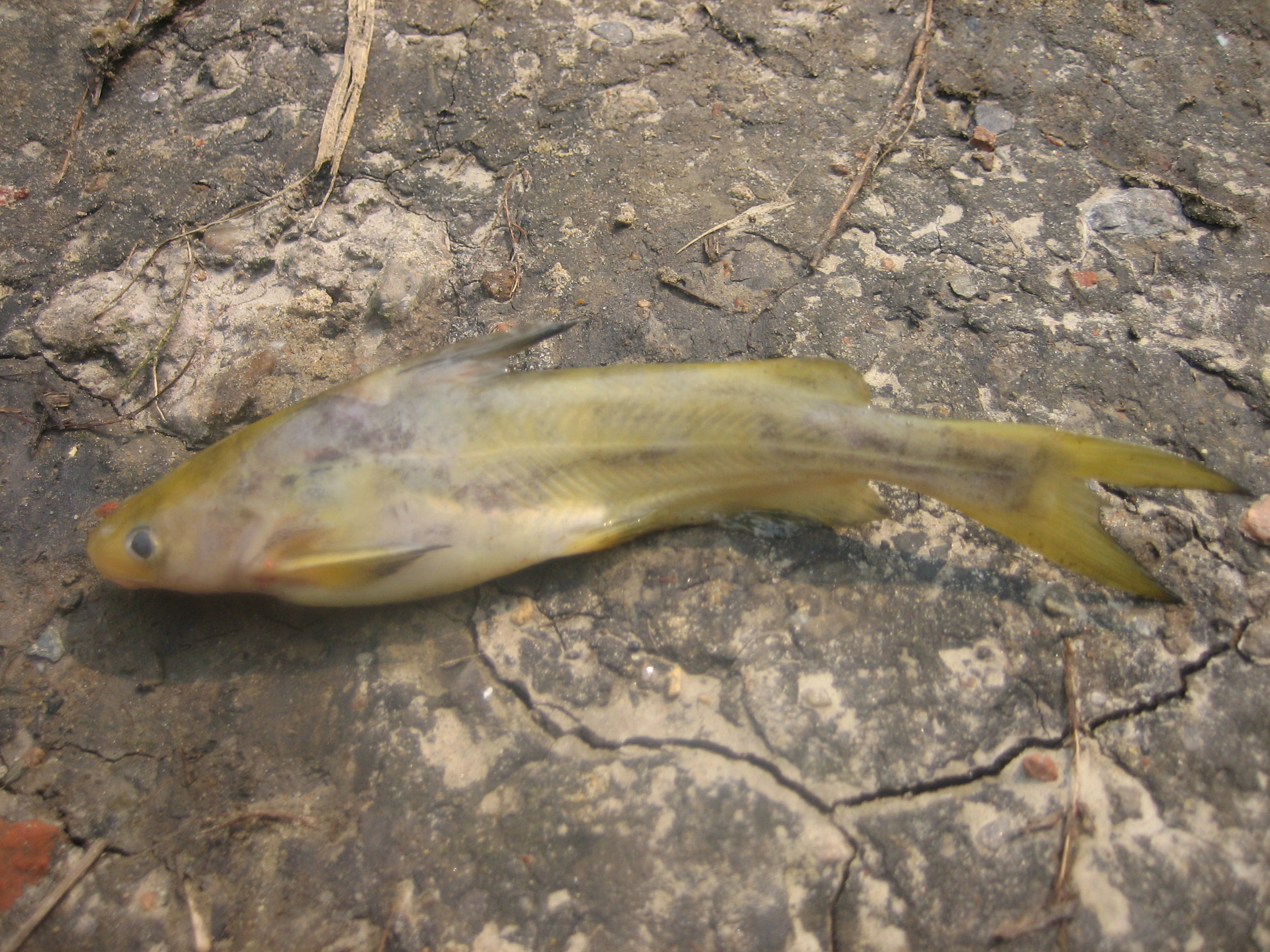 钓鱼知识秘籍书,钓鱼技巧小册子