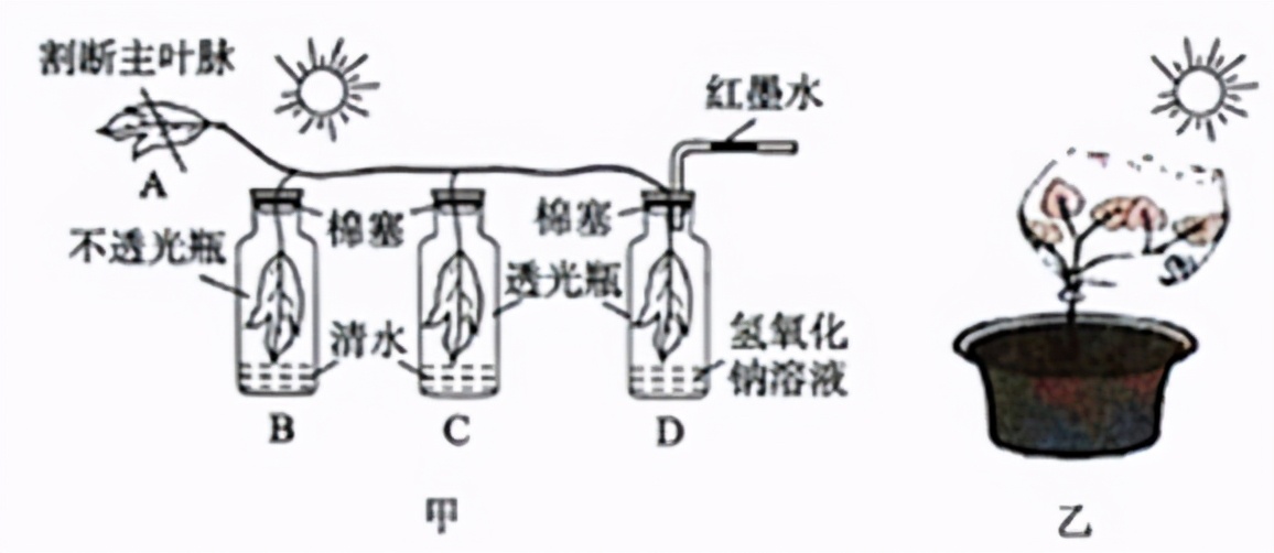 人教版七年级生物植物的呼吸作用,生物光合作用与呼吸作用的综合题