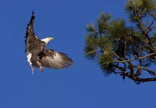 夏季祛暑吃什么养生茶好,小暑养生大全