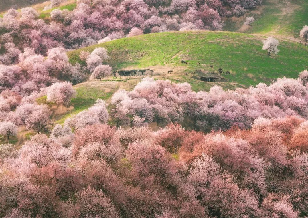 60岁前必去的中国各省区最美天堂,全国各省最美天堂你都去对了吗