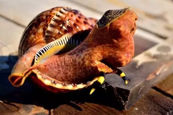 翻砂海星断脚什么原因,翻砂海星烂脚怎么办