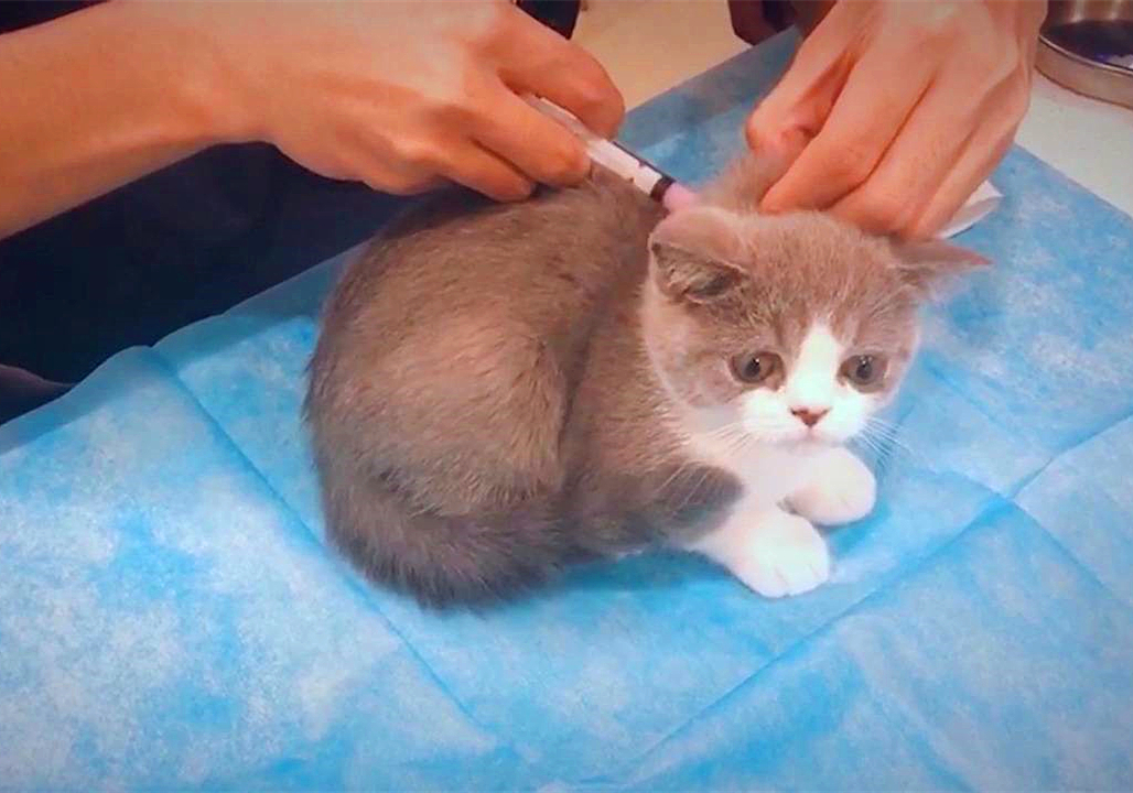 猫咪感冒打喷嚏流鼻涕是猫鼻支吗,猫咪感冒流脓鼻涕是什么情况