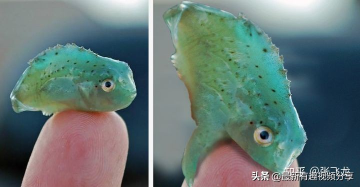 挪威三文鱼养殖环境恶劣纪录片,挪威三文鱼养殖环境恶劣新闻