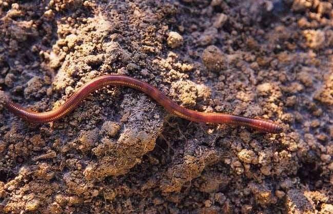 为了高收益，用电击，用药喷，一天几百斤，一年上万吨，值得吗？
