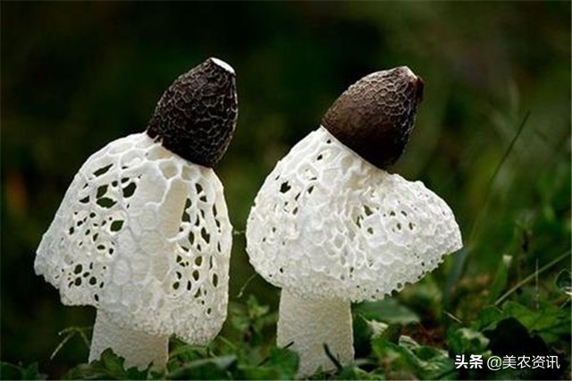 竹荪人工栽种，菌种下地才半个月，菌丝长势杠杠的