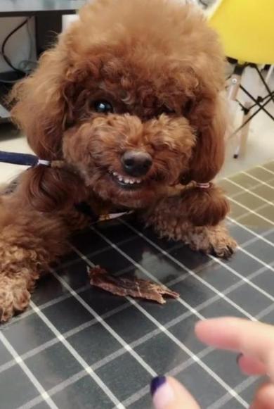 泰迪需要注意事项,泰迪注意事项大全