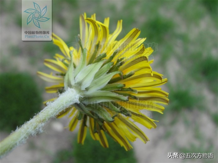 1分钟了解蒲公英,蒲公英科普知识资料大全