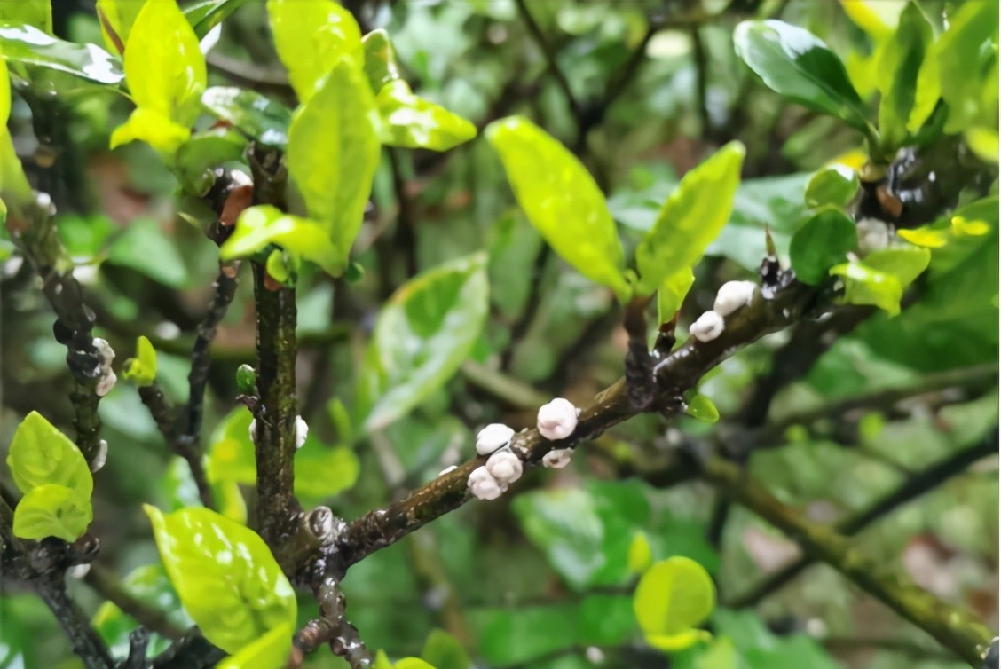 识别介壳虫,怎么判断介壳虫死活