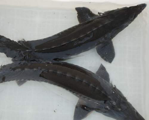 鲟鱼养殖技术与方法,鲟鱼养殖场基地