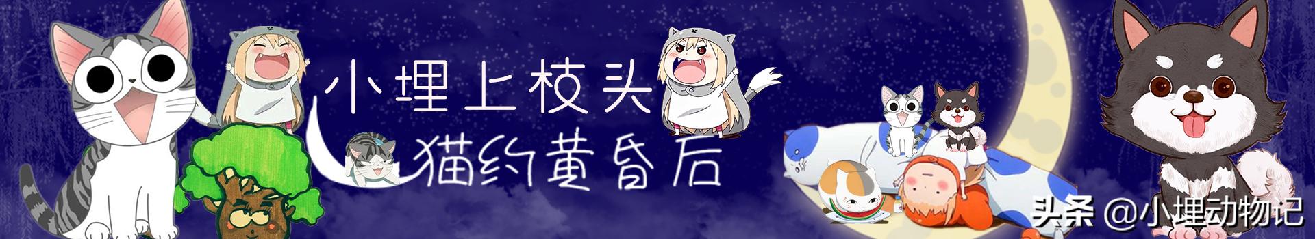 小狗先打疫苗还是先驱虫,刚满月的小狗是先驱虫还是打疫苗