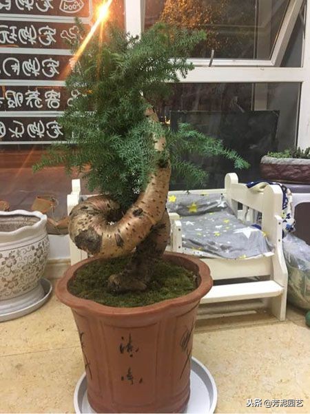 澳洲杉怎么繁殖,澳洲杉盆景修剪