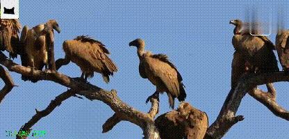 金雕的爪力大还是秃鹫的爪力大,秃鹫厉害还是金雕厉害