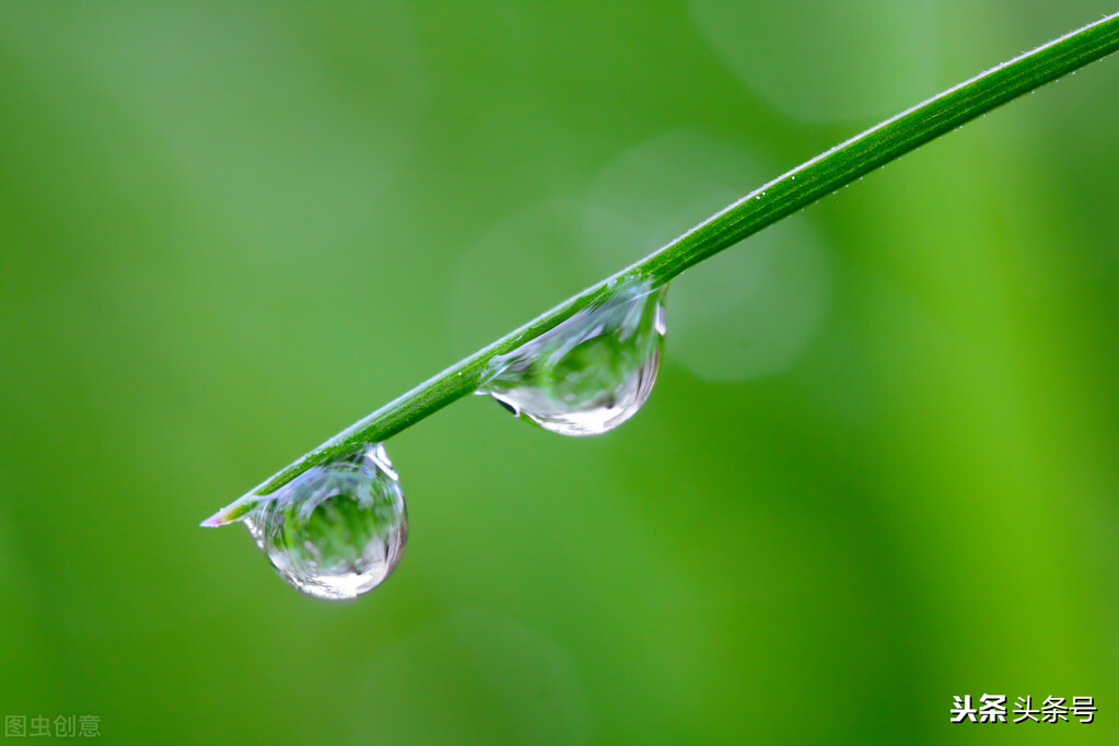 白露节气常识知多少,白露节气有什么习俗