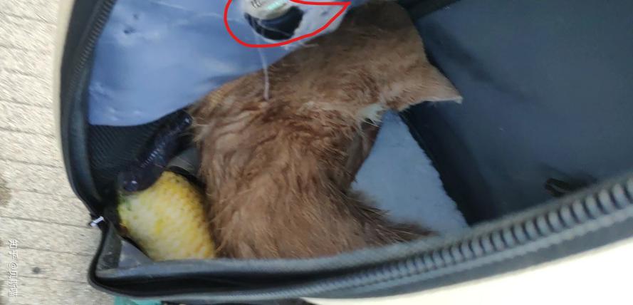 猫被关在笼子里烫死,猫被放到洗衣机闷死了