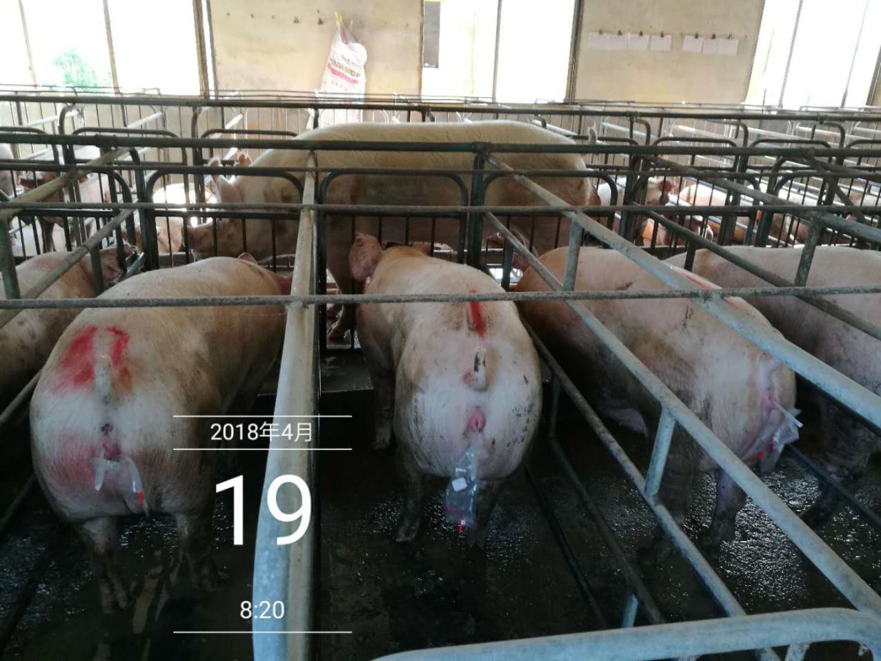 养猪母猪有炎症一招搞定,猪场常用7种母猪诱情措施