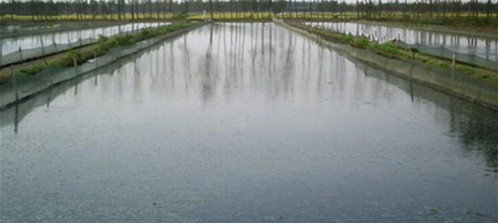 泥鳅怎么养殖成活率高,泥鳅新养殖技术和饲料配方