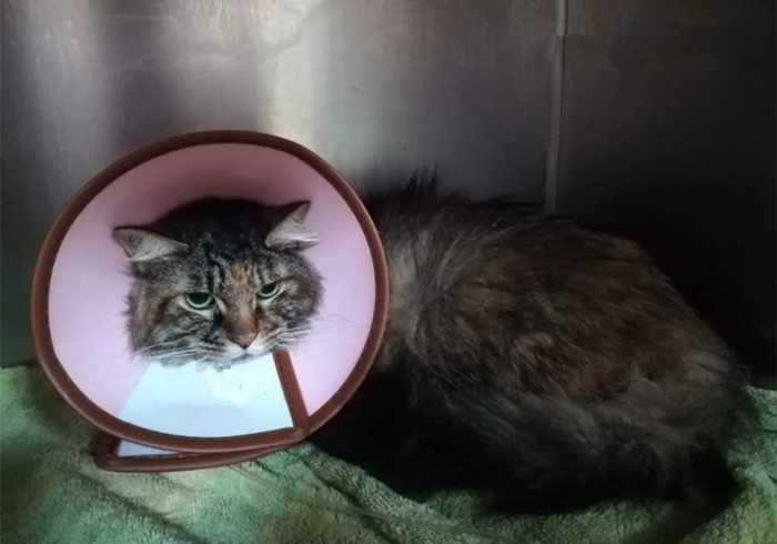 猫咪体重低怎么回事,猫咪体重忽上忽下