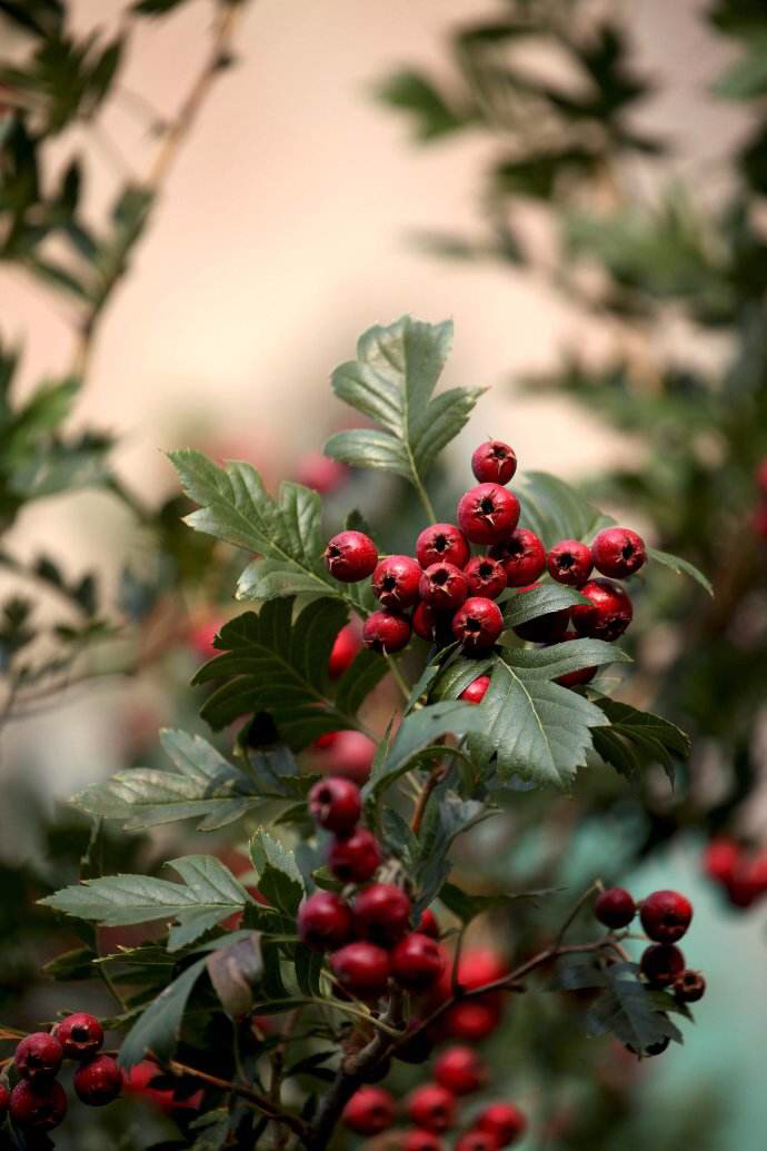 野山楂药用功效,中药材野山姜