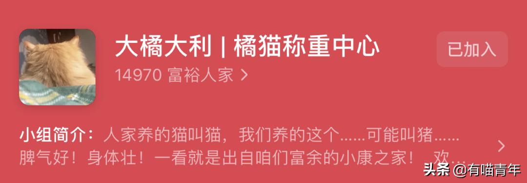 橘猫为什么是魔鬼,橘猫的恐怖之处