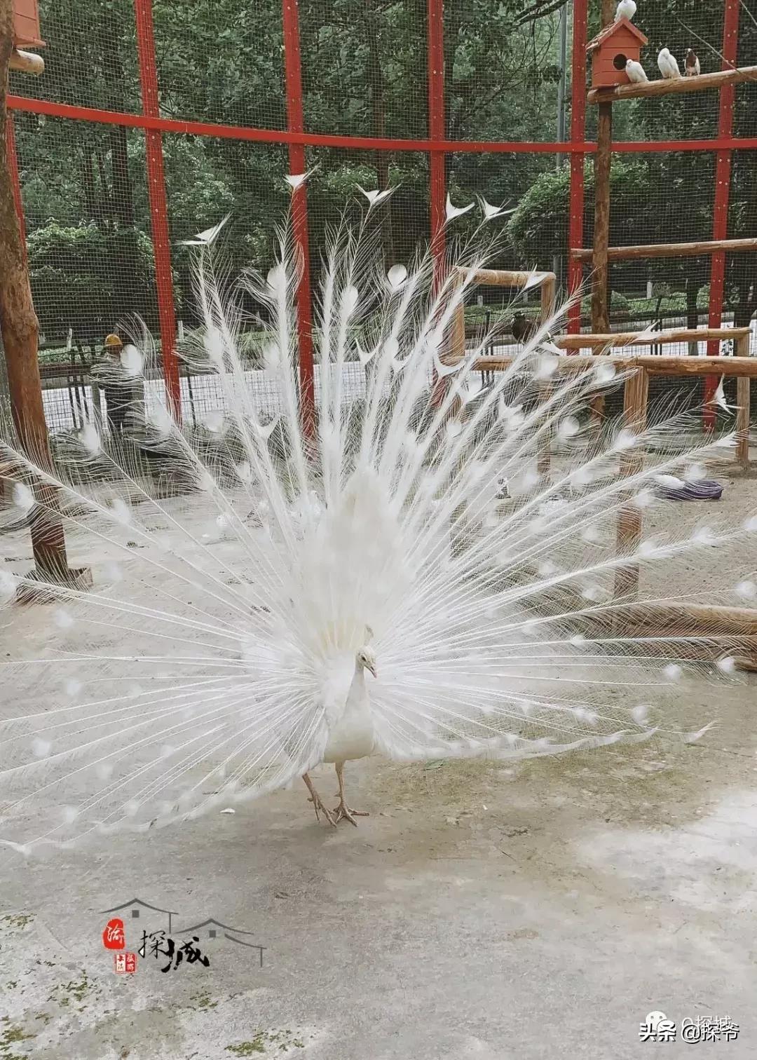 适合遛娃的地方重庆绿色星球,重庆150米神秘花园