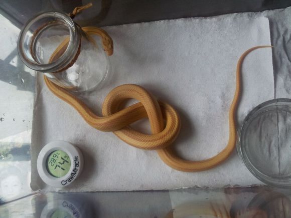 会自己断尾巴的蛇,会捆绑的蛇