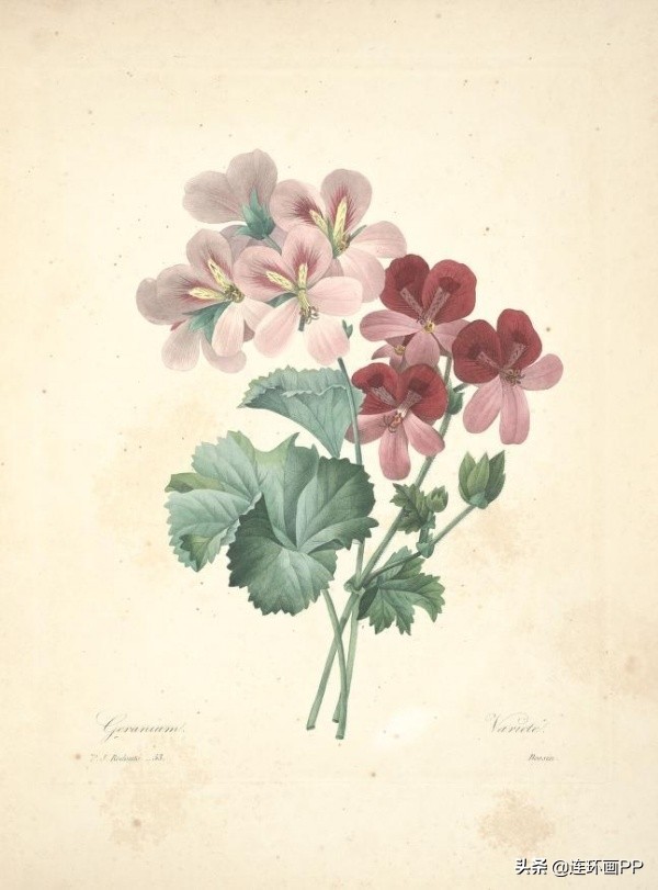 插画风简单的花手绘图片,唯美手绘田园插画图片大全