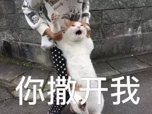 亲戚家熊孩子来我家欺负宠物,亲戚的熊孩子欺负自家孩子