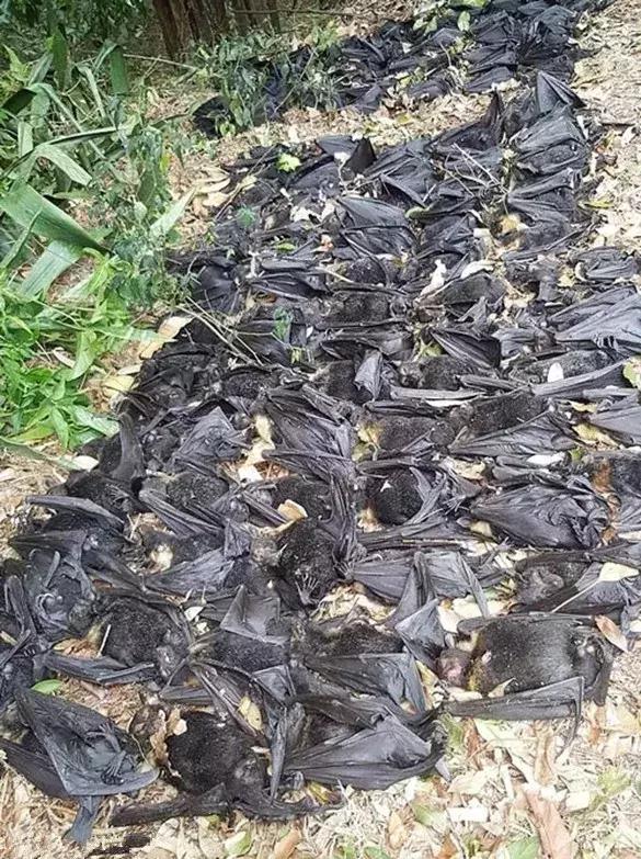 人类面临的生态困境包括哪,生态农业的可能性以及前景