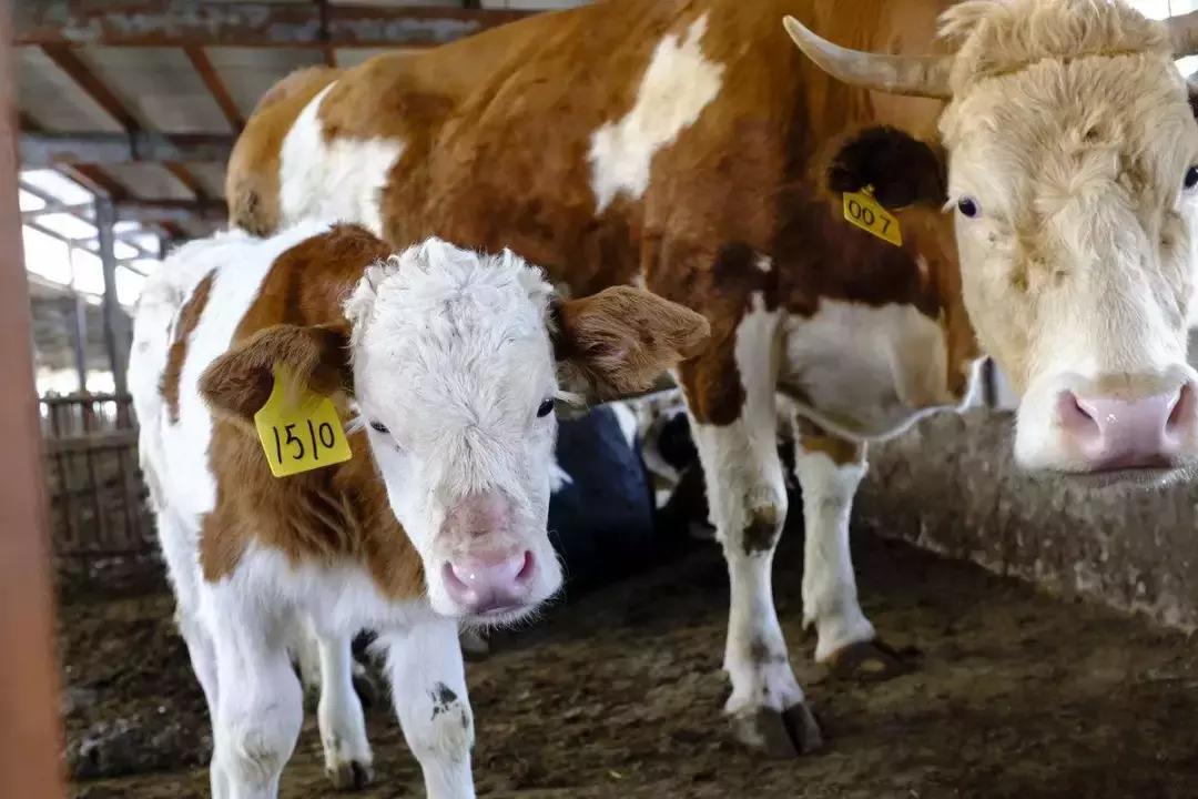 母牛怎么做好产子,怎样做好母牛的人工授精