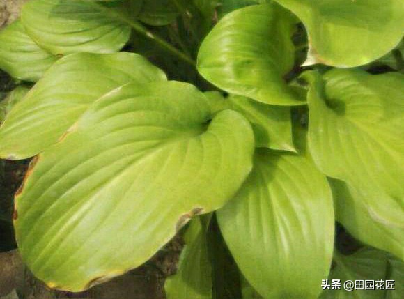 玉簪叶片发白化水、叶尖焦枯，小编经验分享，助您避开这些雷区！