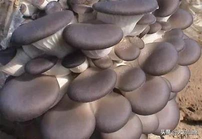 平菇种地里教程,平菇菌种放在土里怎么种植