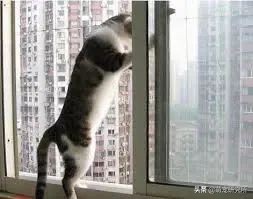 猫咪意外坠楼死了灵魂在家吗,猫死在窗户下好不好