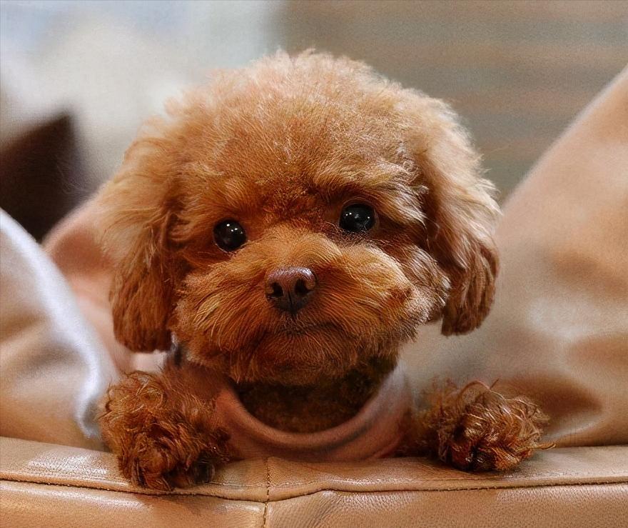 泰迪便秘怎么办,泰迪便秘可以吃香蕉吗