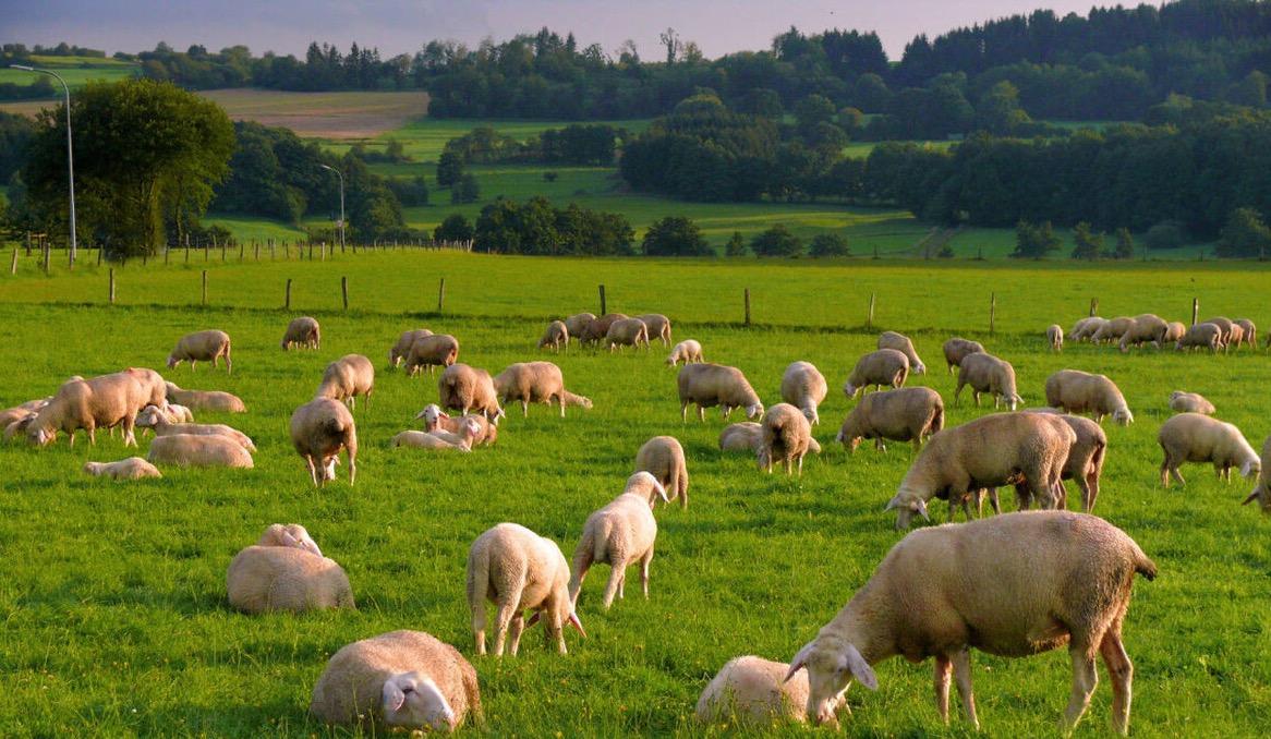 0-6个月高端奶粉推荐,好吸收又温和的奶粉