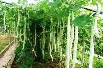 种什么赚钱多利润大,种什么能赚钱