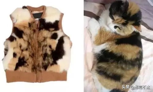 英国女王正式宣布拒绝皮草，愿世间没有血淋淋的时尚
