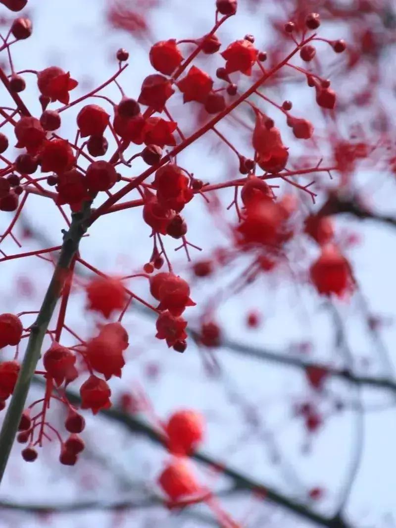 凉山州哪里可以赏花,西昌赏花攻略