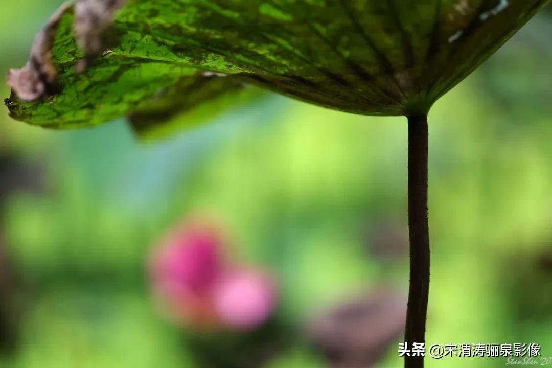 令人振奋的宾得HDPENTAXDFA*85mmF/1.4EDSDMAW