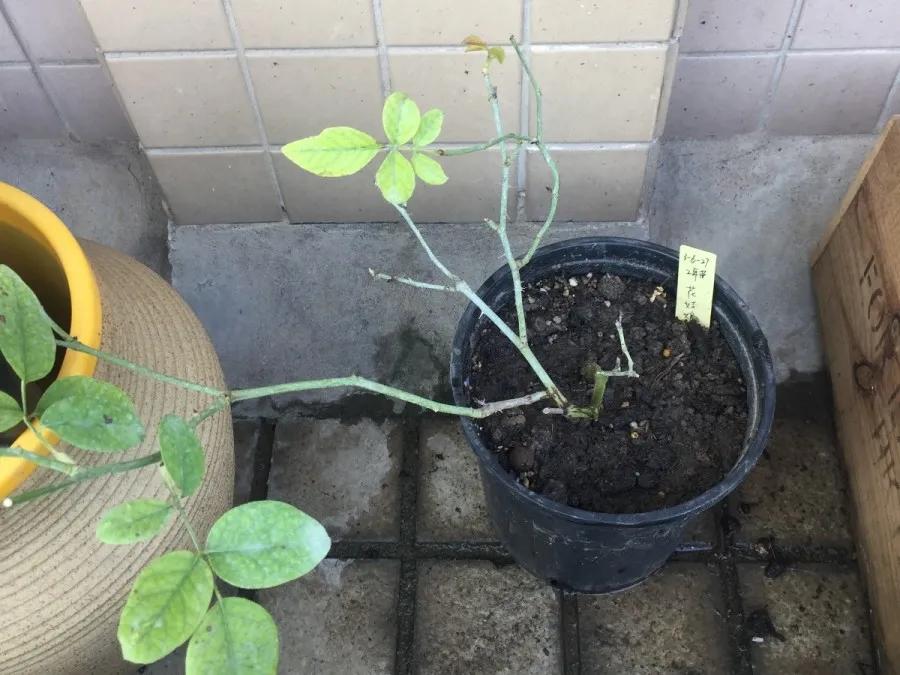 花买回来叶子蔫了怎么办,花掉花苞有什么好方法吗