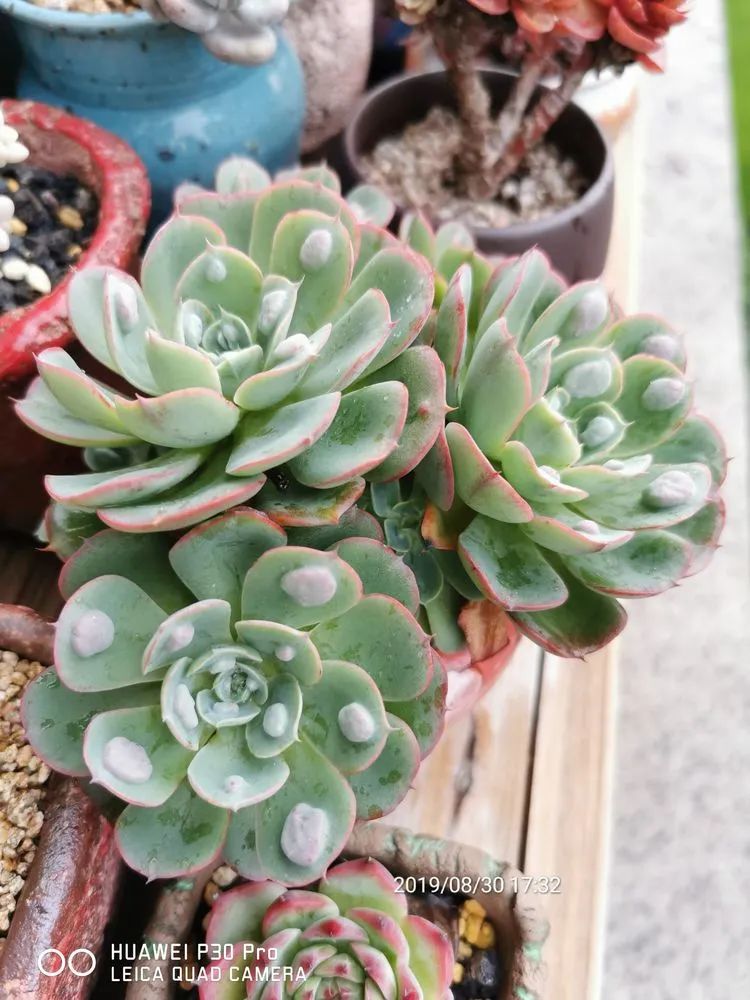 养多肉的人生感悟,人生如同养花