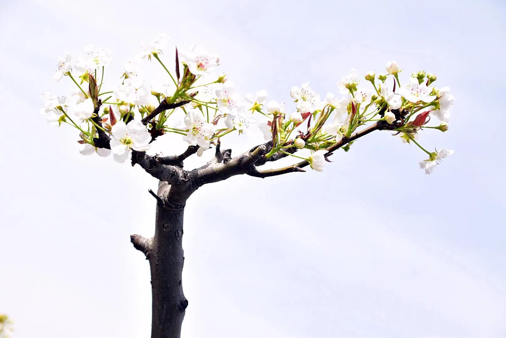 春游梨花林,邂逅三月梨花