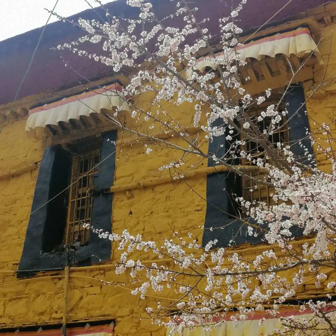 拉萨帕崩岗寺攻略,拉萨旅游攻略藏梵阁