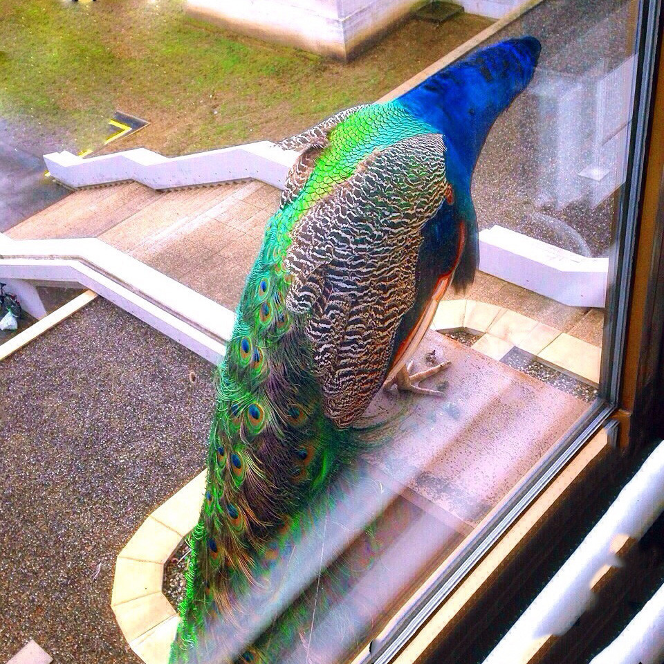 春夏莱芒湖旅游攻略,日内瓦莱芒湖