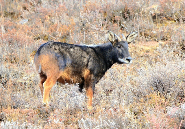 高山上的马,高山上的骏马